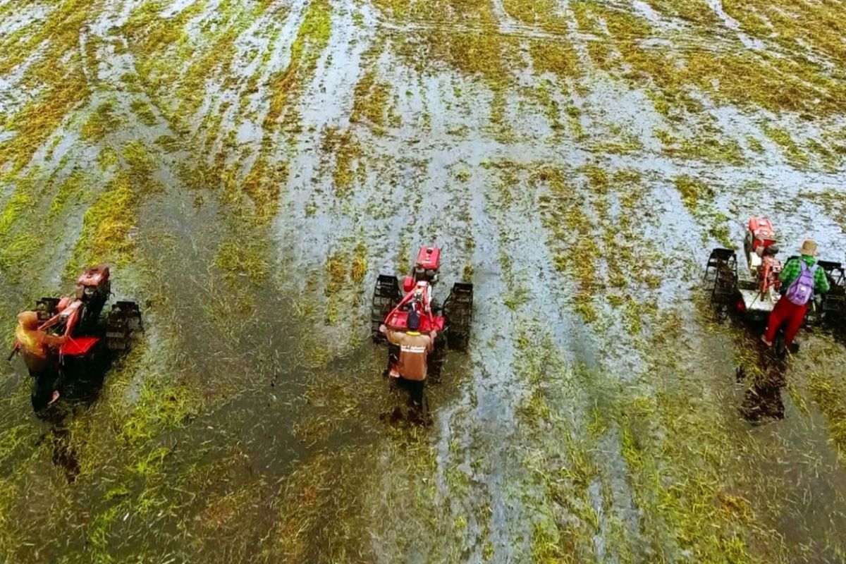 Kementan siap kembangkan lahan rawa menjadi lahan produktif di Indonesia.