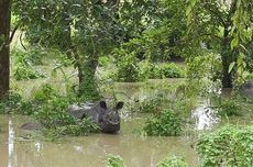 Banjir Terjang Taman Nasional Kaziranga India, 131 Hewan Liar Mati, Termasuk 6 Badak