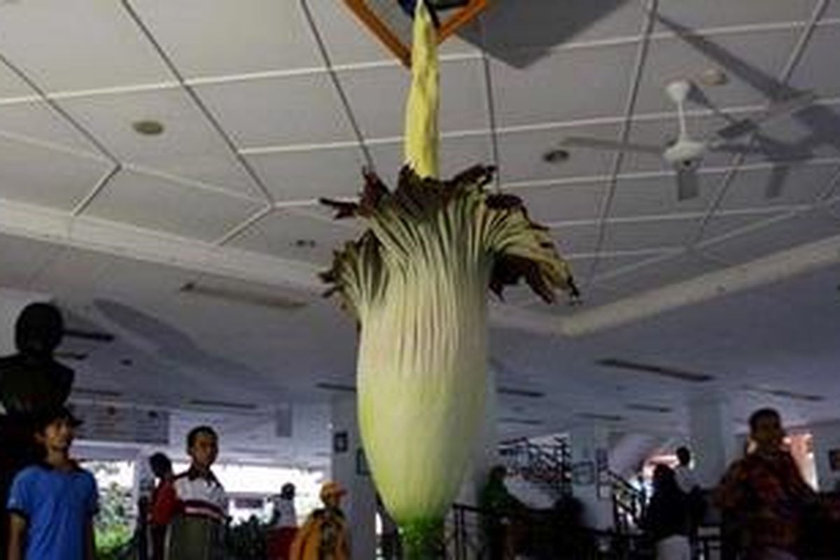 ILUSTRASI - Pengunjung menyaksikan Bunga Bangkai (Amorphophallus titanum) koleksi Taman Wisata Mekarsari, yang terlihat mekar, Kamis (12/11/2009). Tanaman langka yang banyak dijumpai di Pulau Sumatera ini memiliki tinggi mencapai 2,3 meter. 