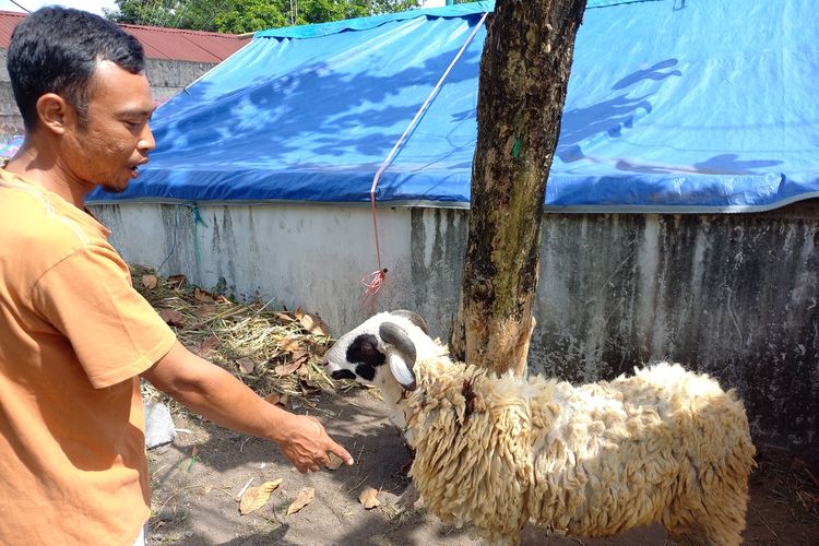 Estu saat menunjukkan Kambing bercorak di bagian mata atau berkacamata di lapaknya di Jalan Pramuka, Kota Yogyakarta, Rabu (6/7/2022)