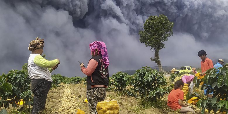 Warga memanen kentang dengan latar belakang Gunung Sinabung yang menyemburkan material vulkanik di Karo, Sumatera Utara, Senin (10/8/2020). Gunung Sinabung erupsi dengan tinggi kolom 5.000 meter di atas puncak atau sekitar 7.460 meter di atas permukaan laut.