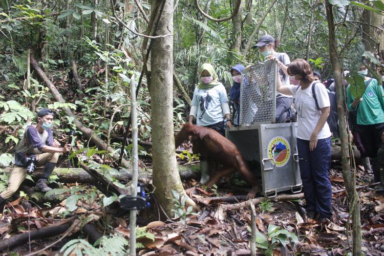 IAR Indonesia melepasliarkan 5 orangutan di Taman Nasional Bukit Baka Bukit Raya (TNBBBR), Kabupaten Melawi, Kalimantan Barat, Jumat (28/6/2019)  