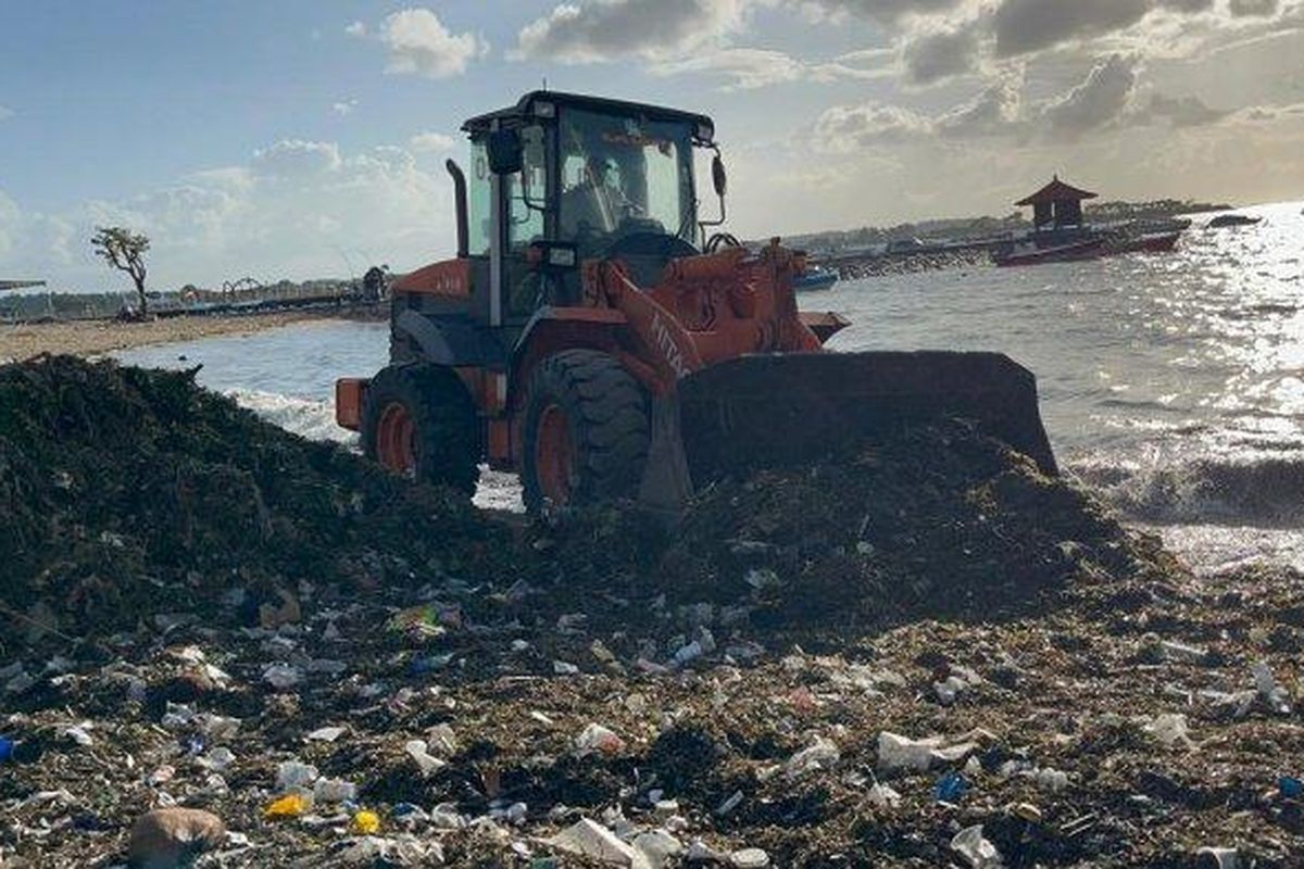 sampah dengan dominan rumput laut itu banyak menepi di pesisir Pantai Tanjung Benoa, Kecamatan Kuta Selatan, Kabupaten Badung.