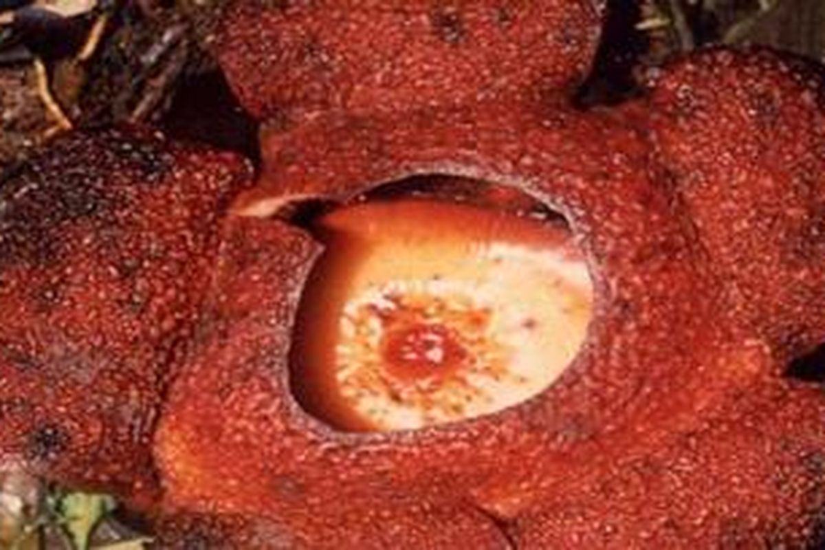 Rafflesia rochussenii
