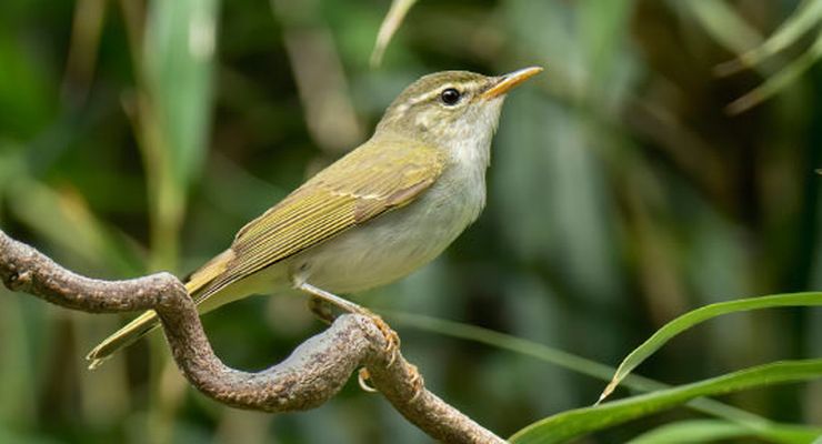 Ilmuwan Temukan Spesies Burung Baru di Jepang yang Selama Ini Tersembunyi