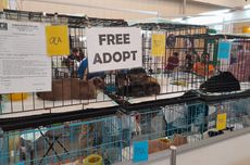 Adopsi Kucing dan Anjing Gratis di PETFEST 2025, Bagaimana Caranya?