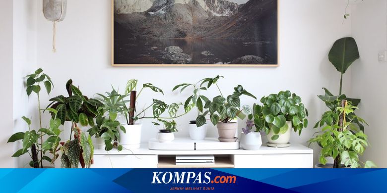 Cukup 1 Saja 8 Jenis Tanaman Hias Ini Menyegarkan Interior Anda Halaman All Kompas Com