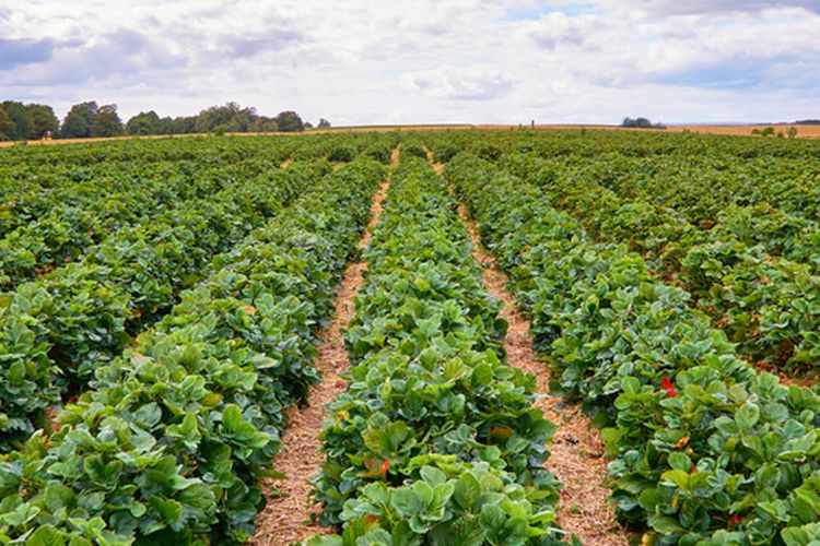 Ilustrasi tanaman yang dibudidayakan secara monokultur