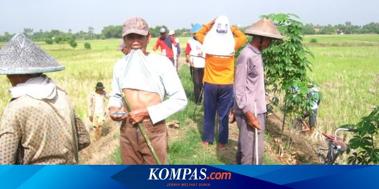 Para Petani Tradisional Mesir Disebut