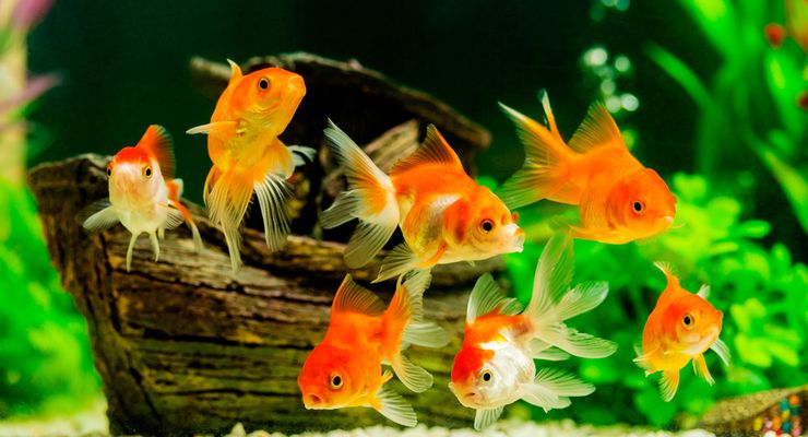 Benarkah Ikan Mas Hanya Memiliki Ingatan 3 Detik?