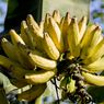 Lirik dan Asal Lagu Ampar-ampar Pisang 