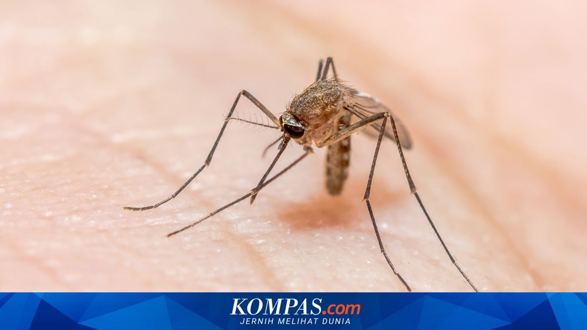 Tim Mahasiswa Unair Buat Inovasi Malaiscope, Alat Deteksi Malaria