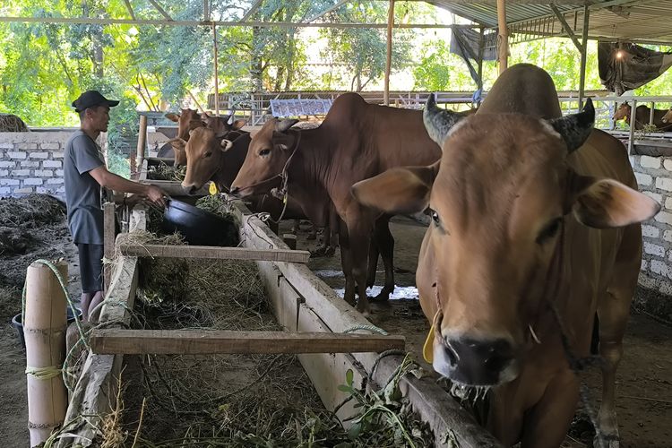 Pemotongan Sapi Betina Produktif Marak di Pamekasan, Peternak Resah