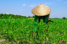 Nilai Tukar Petani Naik Tipis di Akhir 2019