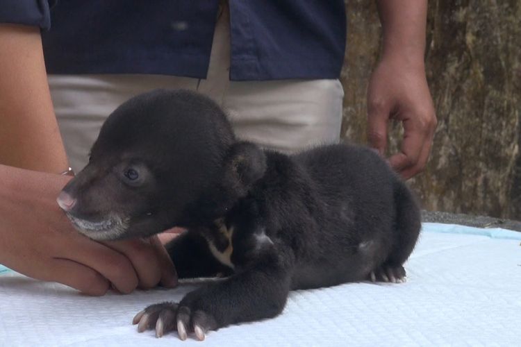 Juliet, Seekor bayi beruang madu (Helarctos malayanus) lahir di Taman Rekreasi Marga Satwa (TRMS) Serulingmas Banjarnegara, Jawa Tengah, Juli 2018.