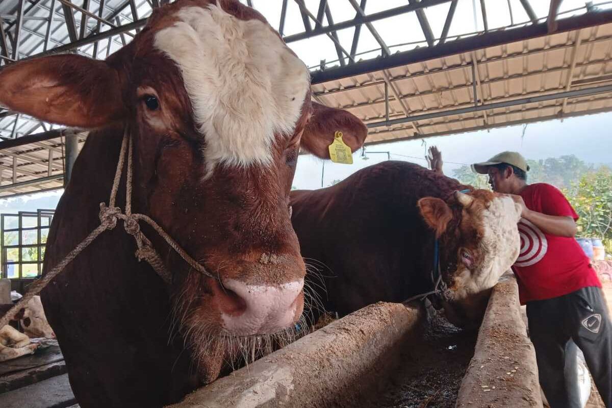 Sapi kurban pesanan Jokowi dari peternak asal Kabupaten Cianjur, Jawa Barat. Presiden memesan tiga ekor jenis Simental dan Limosin untuk Hari Raya Idul Adha 1444 Hijriah.