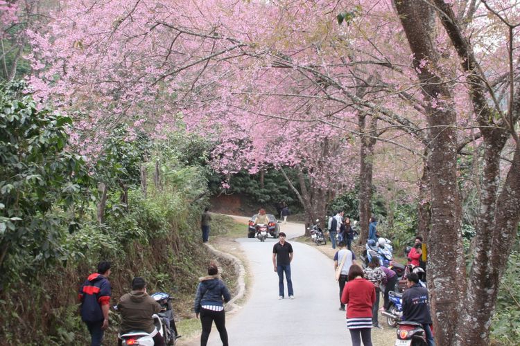 Sakura di Doi Chang, Thailand.