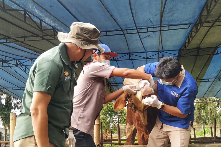 Petugas Dinas KPPP memeriksa kesehatan seekor sapi di lapak penjualan di Kota Sukabumi, Jawa Barat, Selasa (31/5/2022).