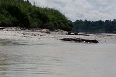 Mencari Korban yang Diterkam Buaya, Tim SAR Hanya Temukan Buaya Berjemur