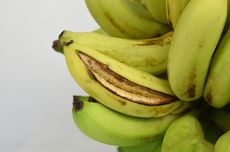 Penyebab Buah Pisang Pecah yang Dapat Menurunkan Kualitas