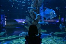 5 Tips Berkunjung ke Jakarta Aquarium Safari, Datang Sebelum Jam 11.00