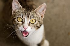 Beberapa Kucing Memilih Diam dan Jarang Mengeong, Apa Penyebabnya?