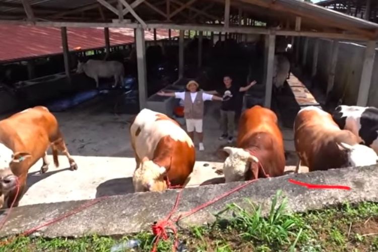 Jelang Idul Adha, Prabowo hingga Seskab Teddy Borong Sapi dan Kerbau Irfan Hakim 