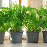 Cara Menanam Sayuran dan Tanaman Herbal di Lahan Terbatas
