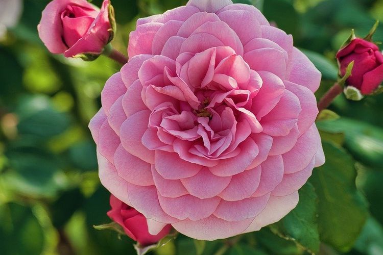 Mawar termasuk bunga yang bisa mengobati penyakit tertentu