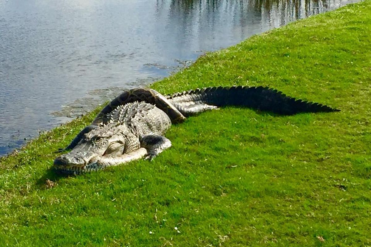 Alligator dan ular sanca bodo di The Golf Club at Fiddlers Creek.