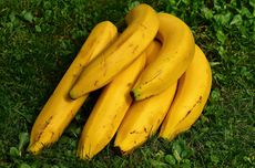 Cara Menanam Pisang Cavendish untuk Panen yang Maksimal