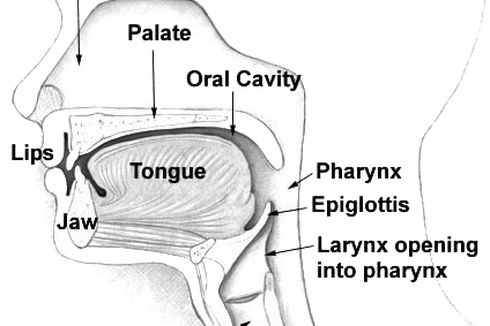 Macam-macam Cara Artikulasi Ucapan beserta Contohnya
