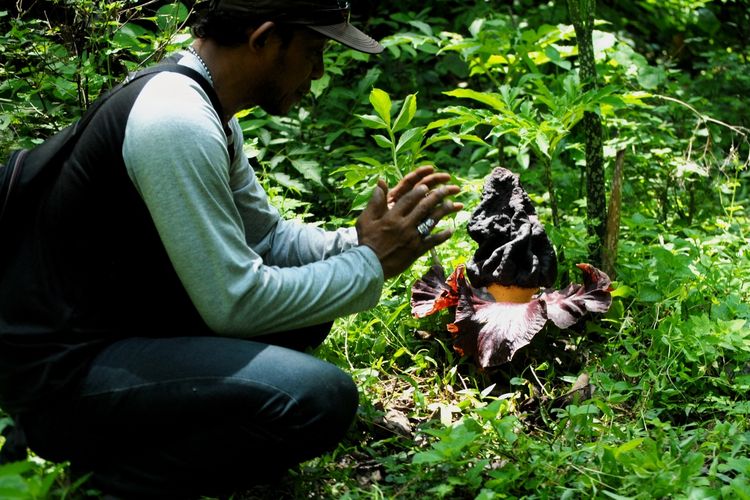 Warga menunjukkan bunga bangkai dengan nama ilmiah Amorphophallus paeoniifolius yang tumbuh bermekaran di kawasan hutan Segoro Gunung, Desa Nglinduk, Kecamatan Gabus, Kabupaten Grobogan, Jawa Tengah, Selasa (17/11/2020) sore. Ratusan bunga bangkai bermunculan di hutan seluas 600 hektar tersebut di awal memasuki musim penghujan ini. KOMPAS.com/PUTHUT DWI PUTRANTO NUGROHO  