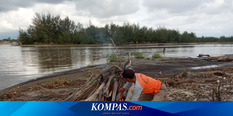 Belasan Ekor Bangkai Babi  Dibersihkan di Perairan Aceh Singkil