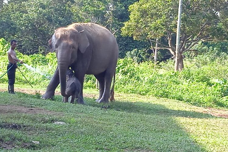 Mahot LKS Lembah Hijau, Suparman (41) memandikan bayi gajah dan indukannya di kandang gajah, Sabtu (13/8/2022). Menjadi mahot bagi Suparman berarti menjadi orangtua si gajah.