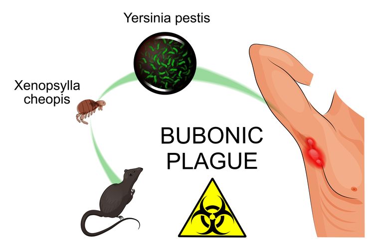 Ilustrasi penularan wabah bubonic
