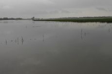 Sawah Terendam Banjir, Petani Demak Rugi Rp 10 Miliar