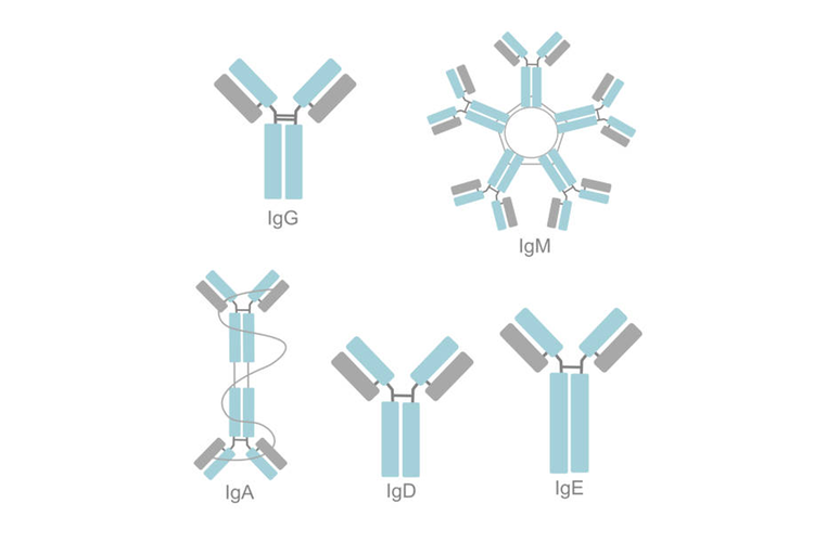 Ilustrasi jenis-jenis antibodi.