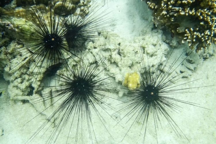 Ilustrasi Bulu Babi (Sea urchin)