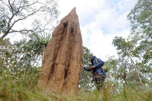 Ada Kangguru Mini hingga Rumah Semut, Ini Ragam Hayati di Taman Nasional Wasur Merauke Papua