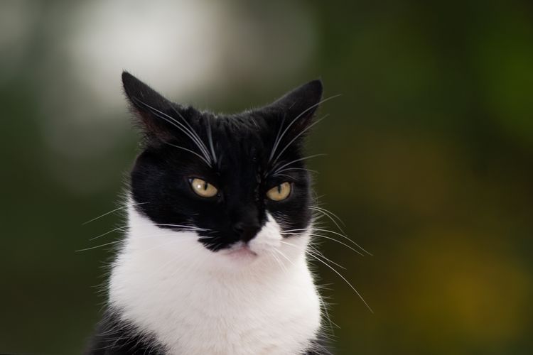 Ilsutrasi benarkah kucing adalah hewan pendendam?