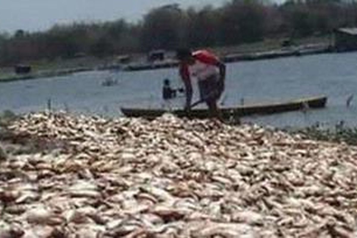 Ribuan ikan di Boyolali mati akibat cuaca tak menentu.
