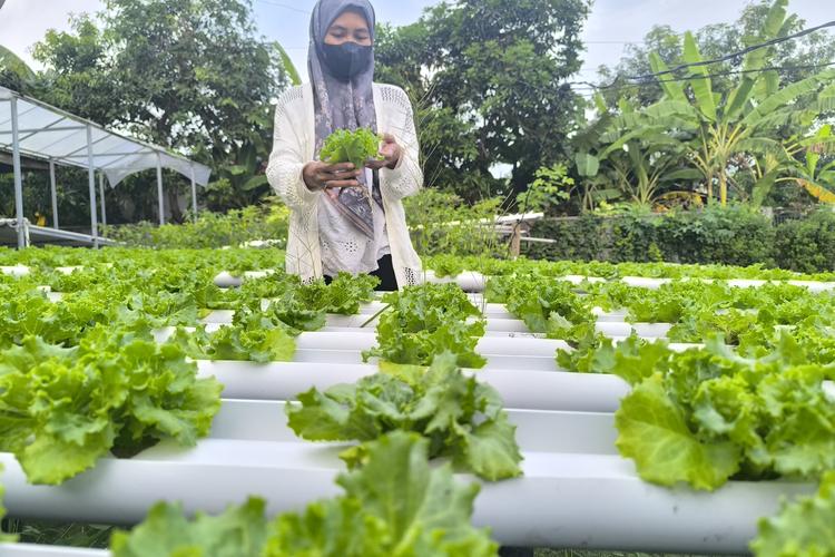 Warga Pamekasan membuat kebun selada yang asri dan segar dari halaman rumahnya. Simak ceritanya!
