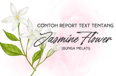 Contoh Report Text tentang Jasmine Flower dan Terjemahannya