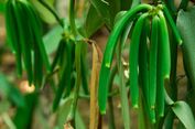 Ketika Vanili Menjadi Harapan Petani