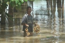 Warga Prabumulih Terpaksa Panen Buah Rambai di Tengah Banjir