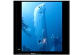 CEK FAKTA: Benarkah Kemunculan Oarfish adalah Pertanda Bencana?