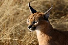Mengenal Kucing Caracal, Kucing Cantik yang Pandai Berburu