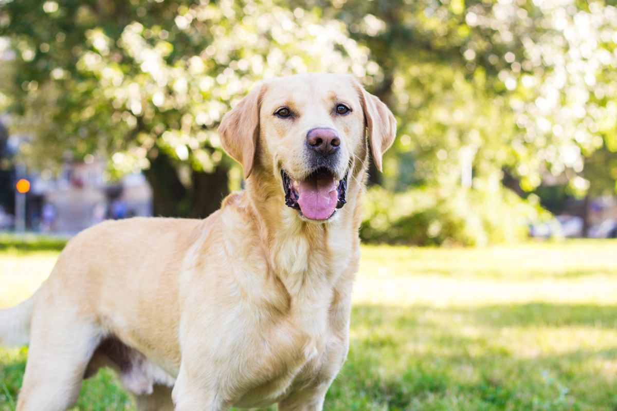 Ilustrasi anjing Labrador retriever.