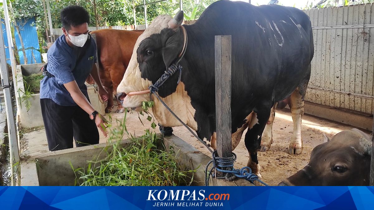 Wabah PMK Infeksi Sapi, PDHI Desak Pemerintah Lakukan Lockdown Hewan ...